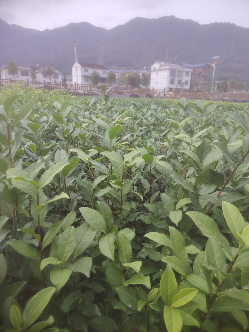 白芽奇兰，茶苗基地直发，诚信经营，欢迎订购
