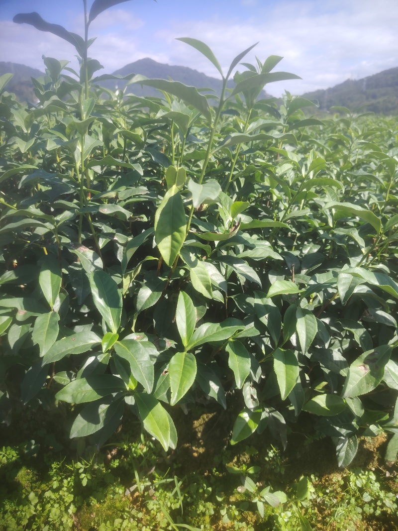 白芽奇兰，茶苗基地直发，诚信经营，欢迎订购