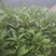 白芽奇兰，茶苗基地直发，诚信经营，欢迎订购