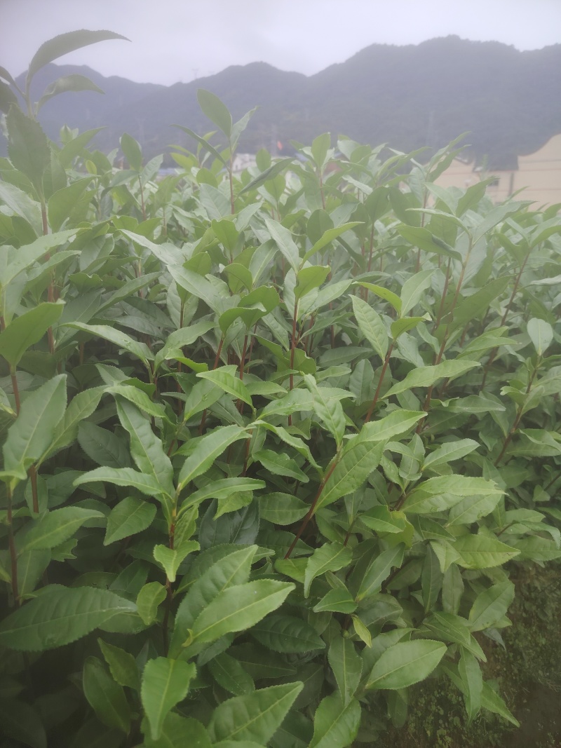 白芽奇兰，茶苗基地直发，诚信经营，欢迎订购