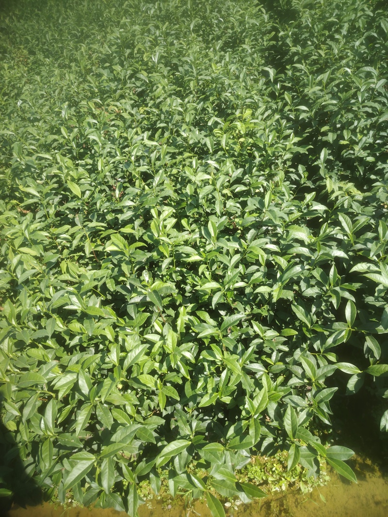 白芽奇兰，茶苗基地直发，诚信经营，欢迎订购