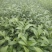白芽奇兰，茶苗基地直发，诚信经营，欢迎订购