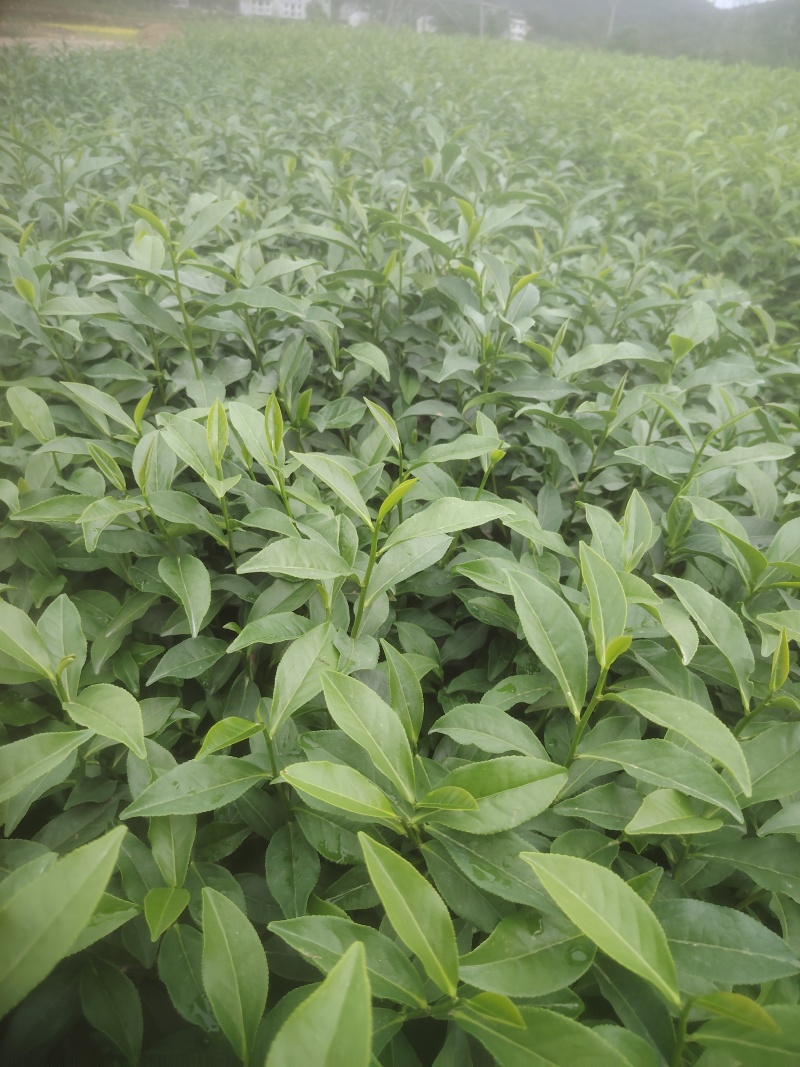 白芽奇兰，茶苗基地直发，诚信经营，欢迎订购