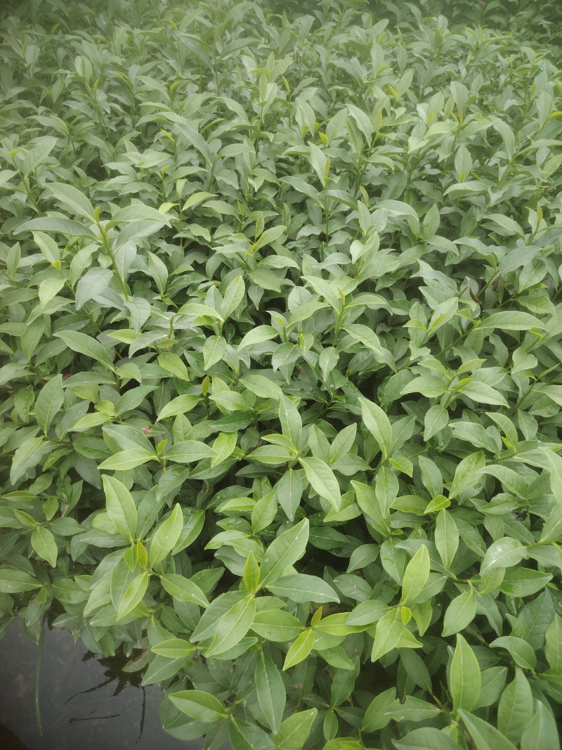 白芽奇兰，茶苗基地直发，诚信经营，欢迎订购