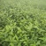 白芽奇兰，茶苗基地直发，诚信经营，欢迎订购