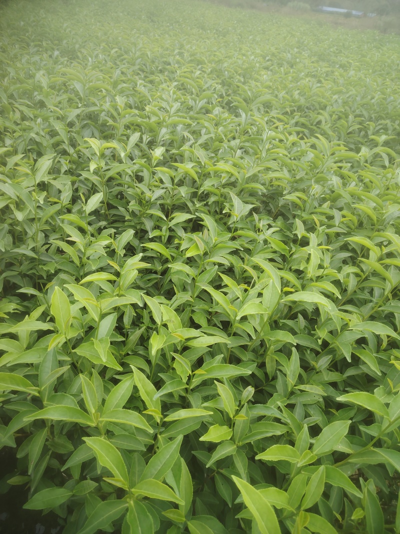 白芽奇兰，茶苗基地直发，诚信经营，欢迎订购