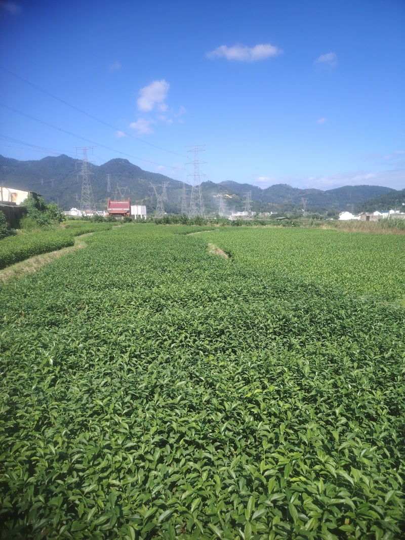白芽奇兰，茶苗基地直发，诚信经营，欢迎订购