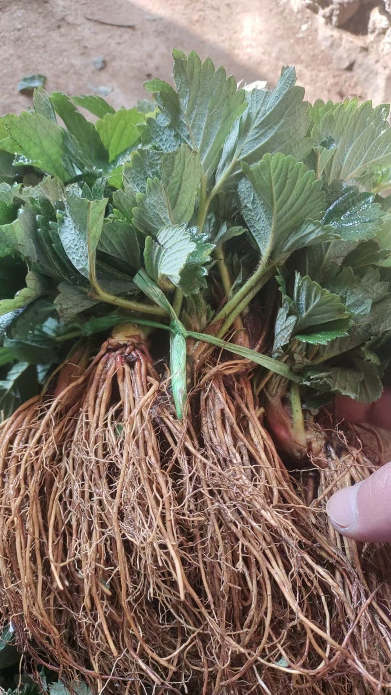 草莓苗，联盟草莓苗，适合盆栽，绿植！