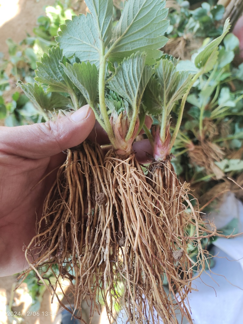 草莓苗，联盟草莓苗，适合盆栽，绿植！