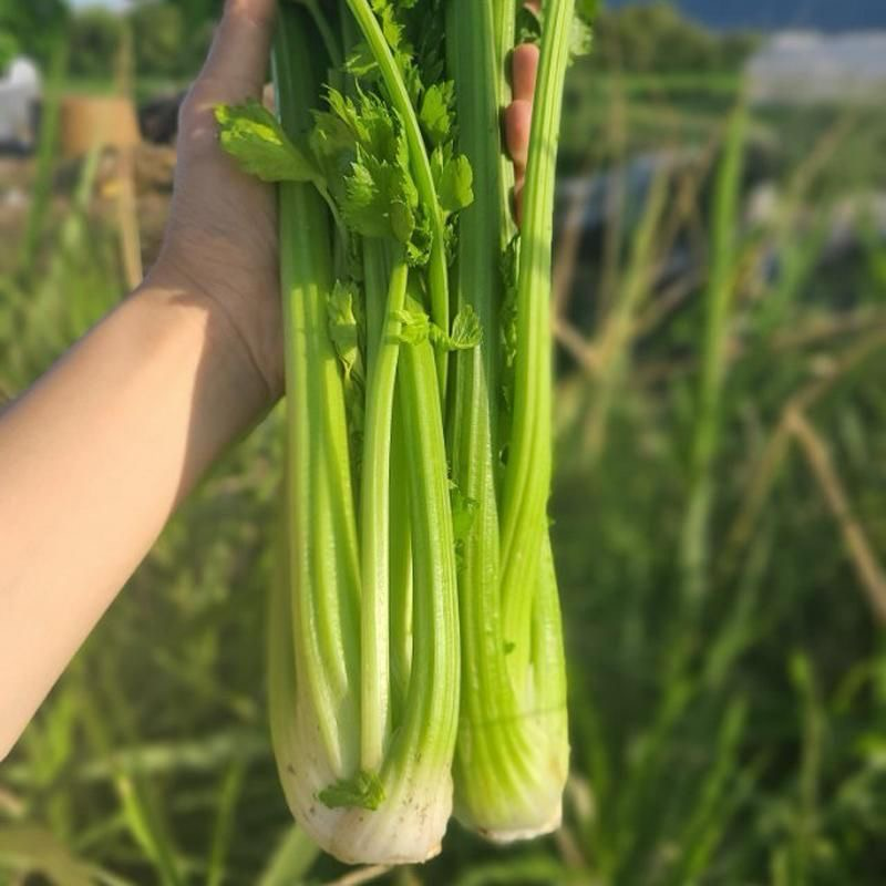 本地一手货源大量西芹上市，欢迎广大朋友前来咨询