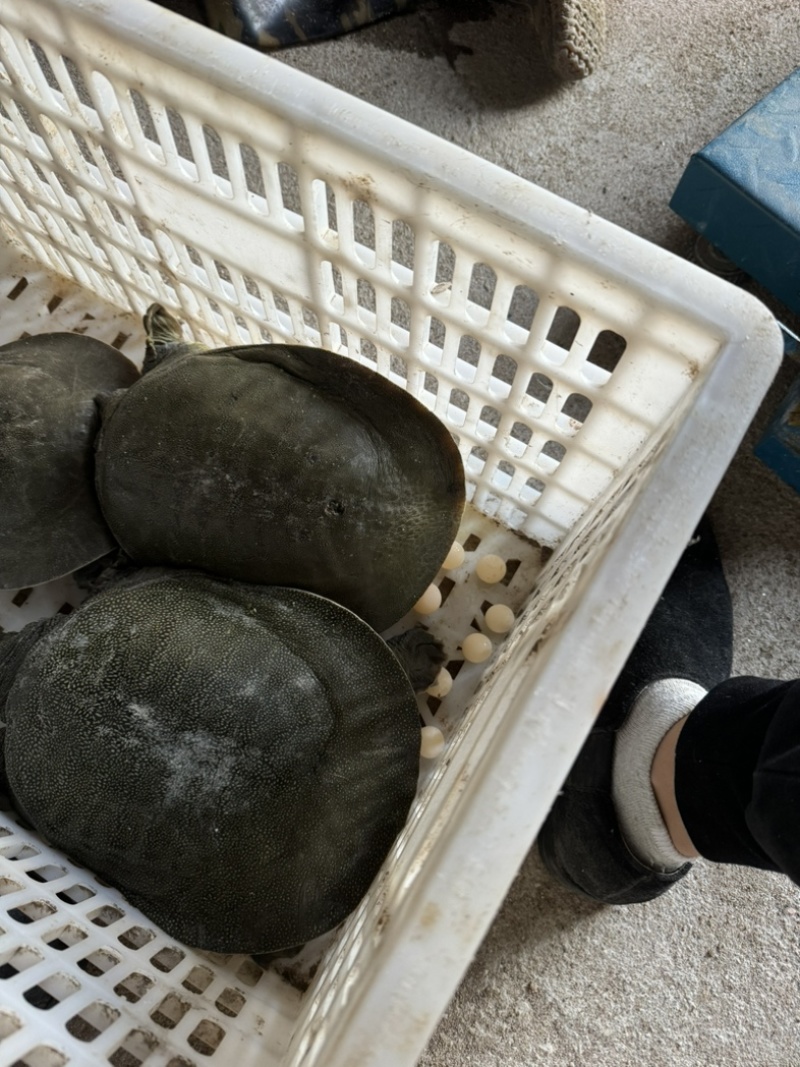 【甲鱼】