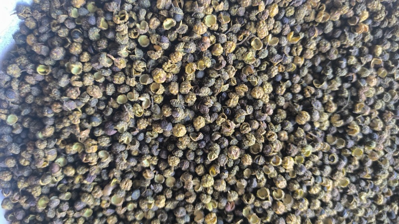 麻椒青麻椒青花椒质量保证量大从优