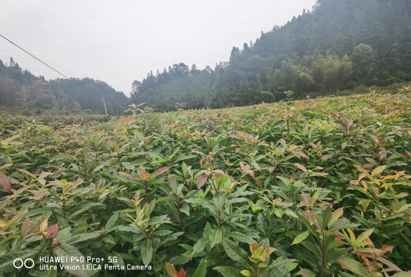 木荷杯苗