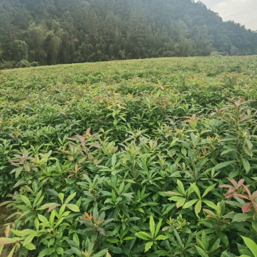 木荷杯苗