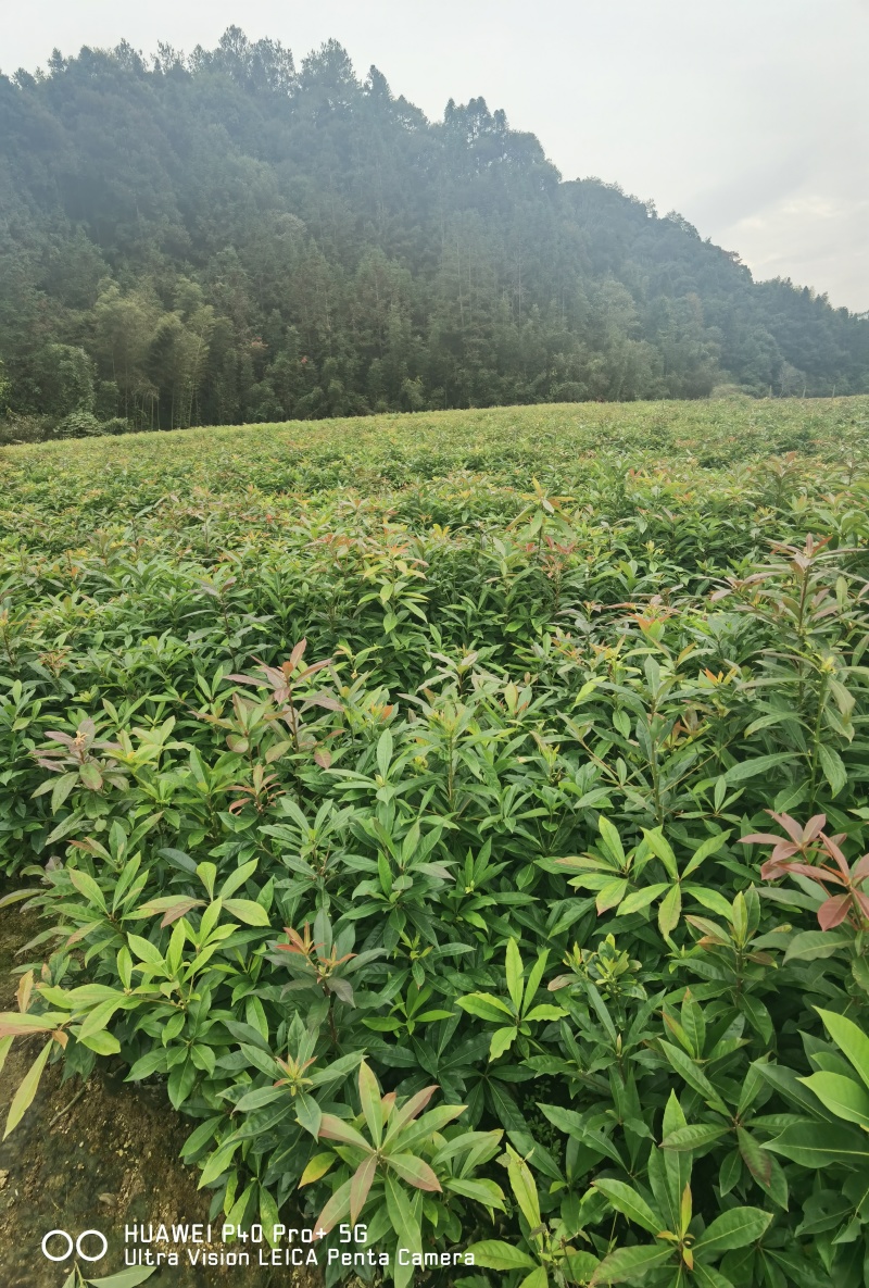 木荷杯苗