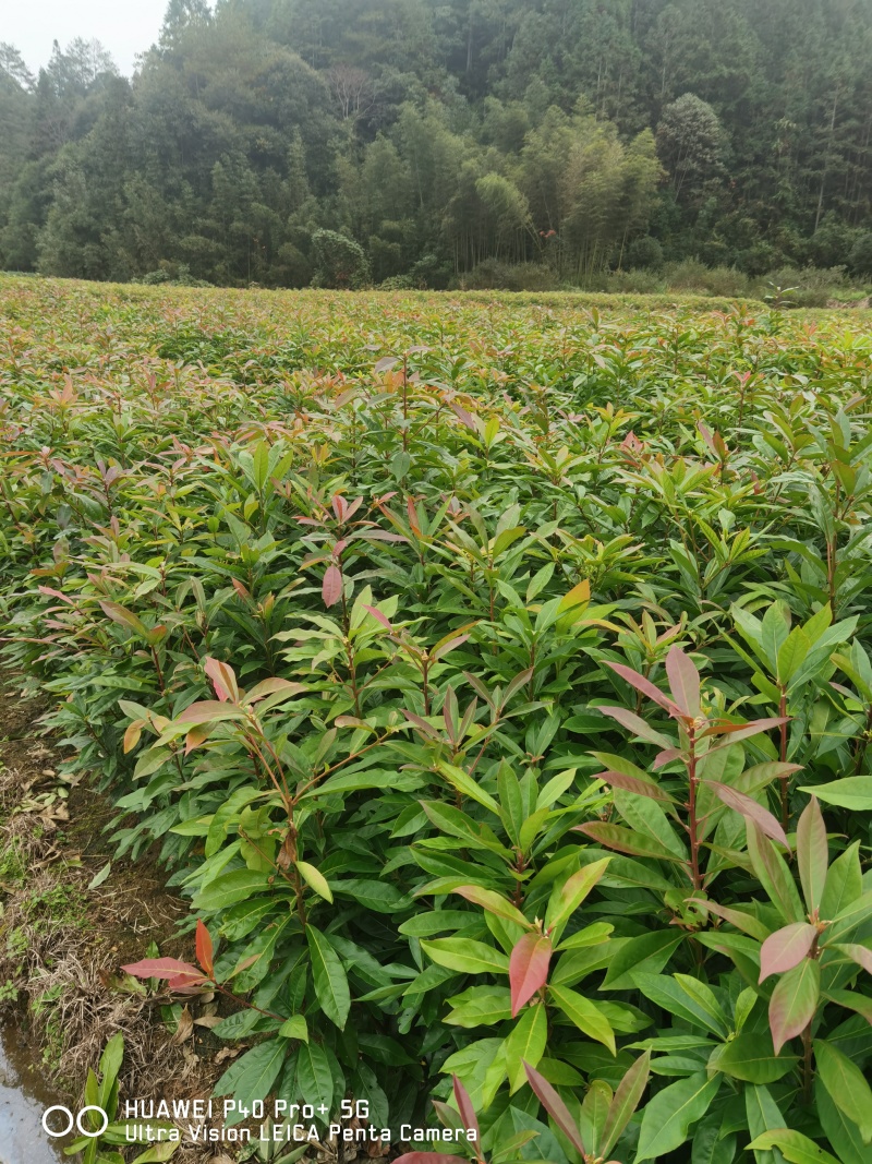 木荷杯苗