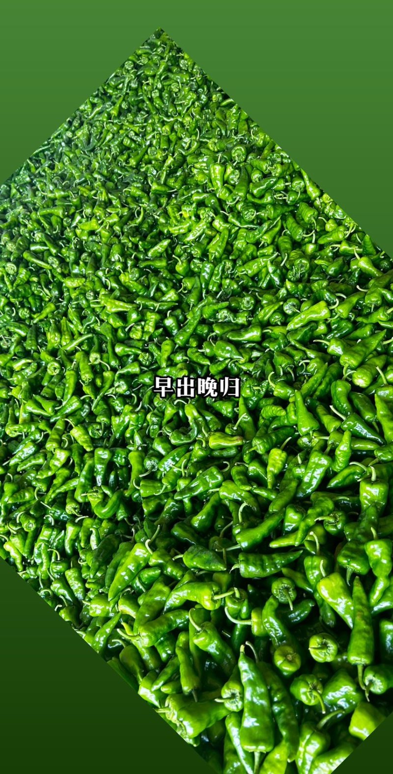 余干椒产地种植：余千椒：千亩供应：市场：超市：平台电商……