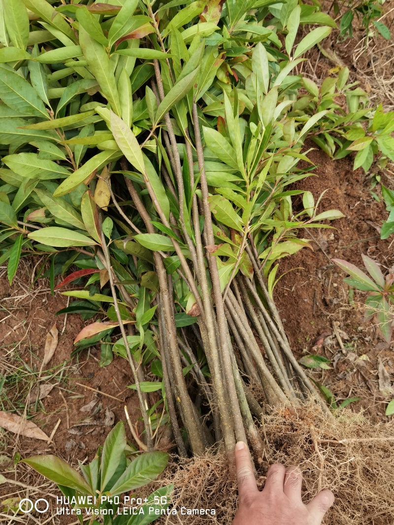 木荷裸根苗