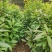 木荷裸根苗