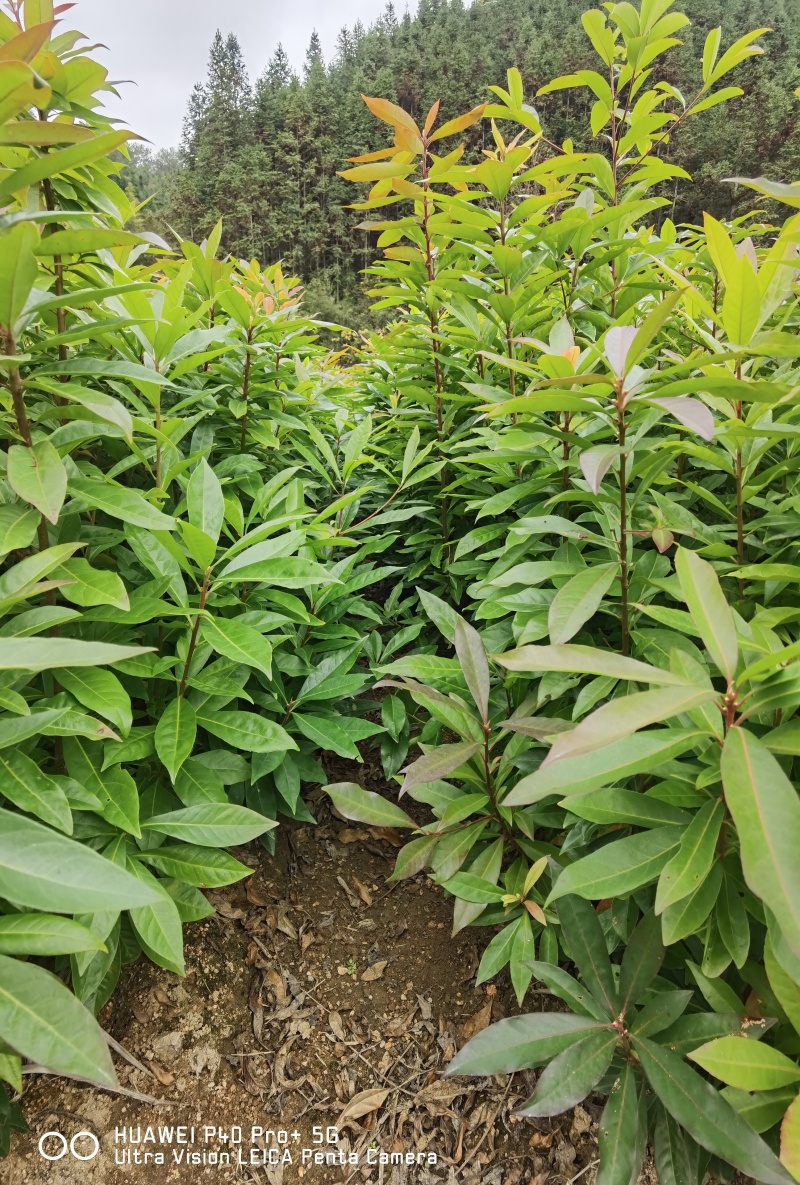 木荷裸根苗
