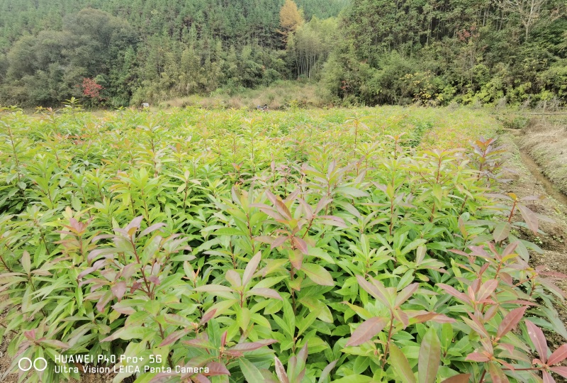 木荷裸根苗