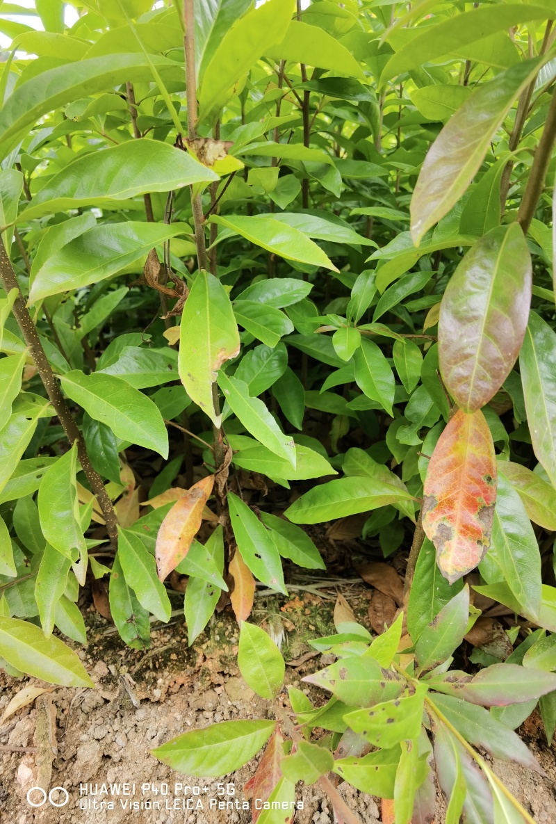 木荷裸根苗