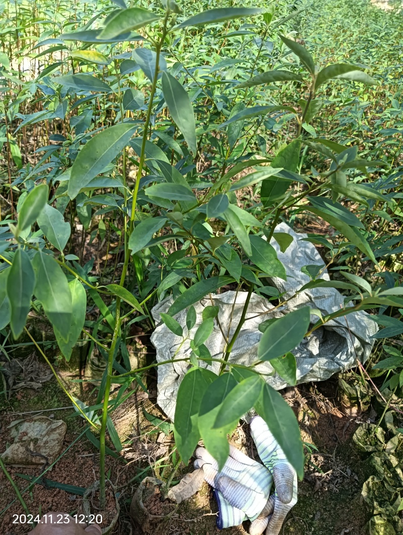 木姜子苗