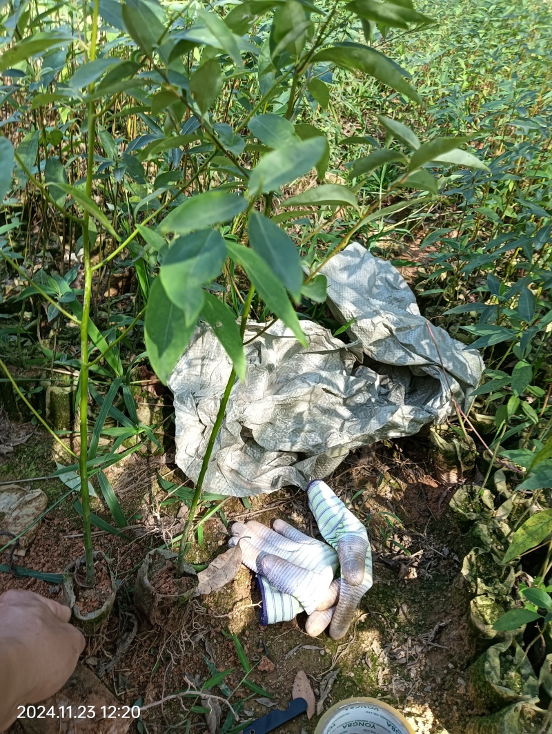 木姜子苗