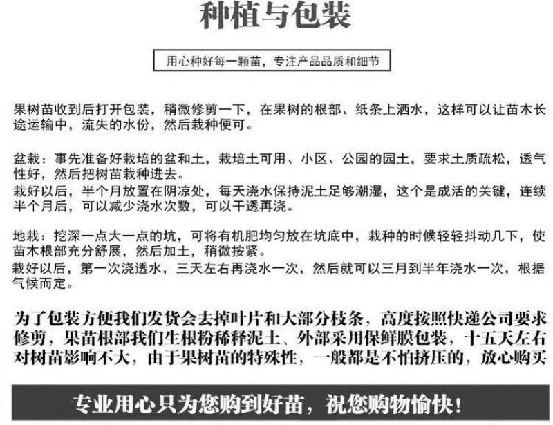 十年老店只卖真苗珍珠枣油桃1号白肉2号黄肉3号黄肉