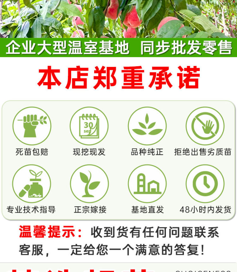 十年老店只卖真苗珍珠枣油桃1号白肉2号黄肉3号黄肉