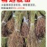 十年老店只卖真苗珍珠枣油桃1号白肉2号黄肉3号黄肉