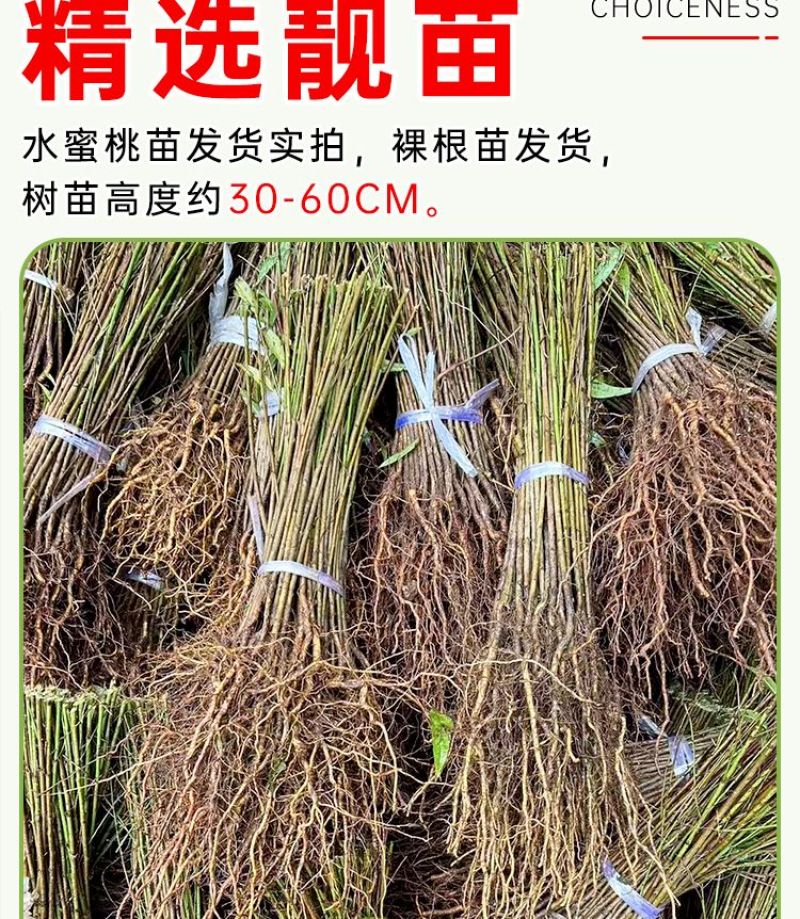 十年老店只卖真苗珍珠枣油桃1号白肉2号黄肉3号黄肉