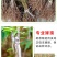 十年老店只卖真苗珍珠枣油桃1号白肉2号黄肉3号黄肉