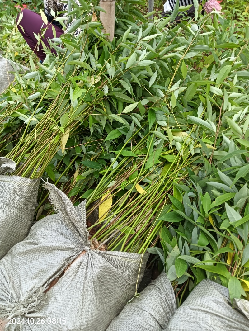 山苍子苗