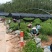 山苍子苗
