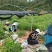 山苍子苗