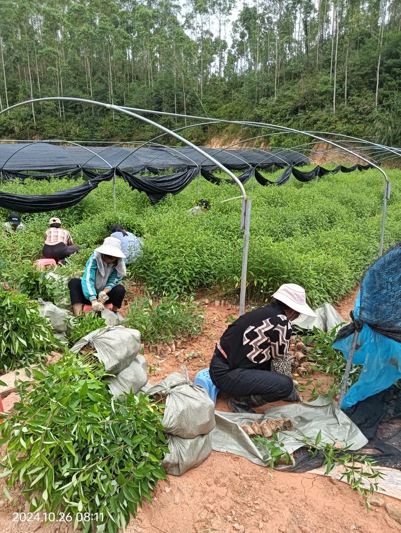 山苍子苗