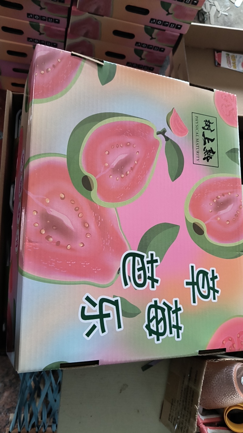 福建漳州产地直发红心芭乐白心芭乐番石榴批发
