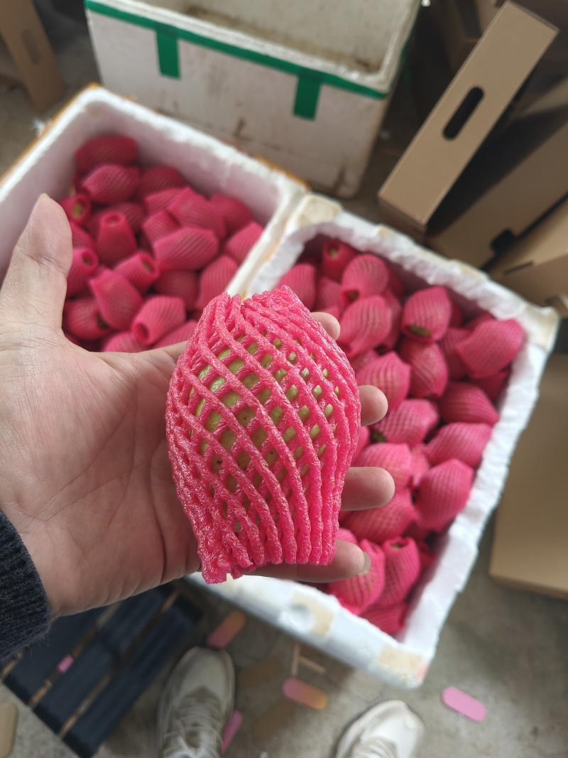 福建漳州产地直发红心芭乐白心芭乐番石榴批发