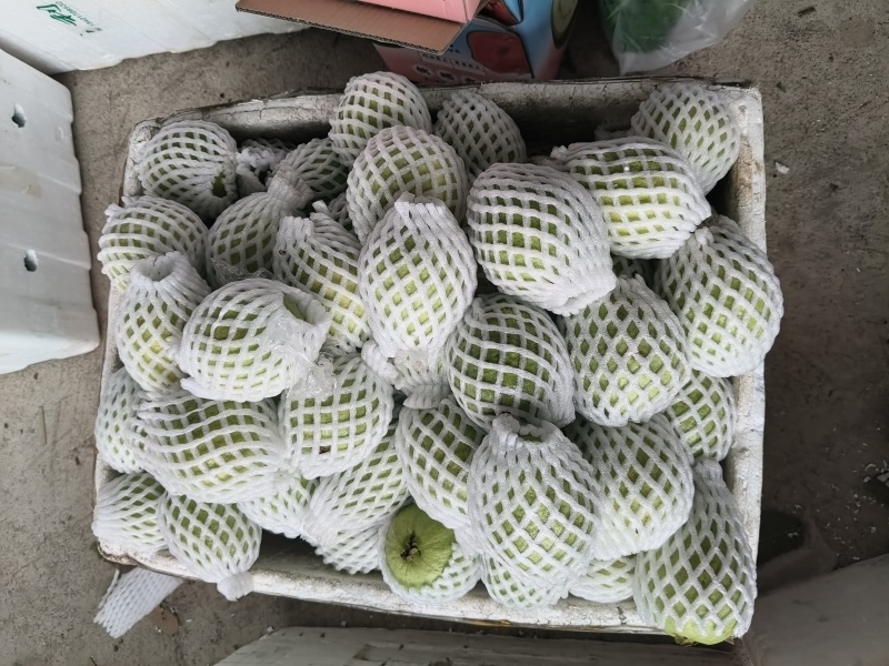 福建漳州产地直发红心芭乐白心芭乐番石榴批发
