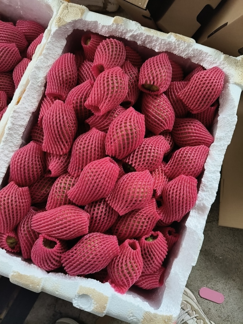 福建漳州产地直发红心芭乐白心芭乐番石榴批发