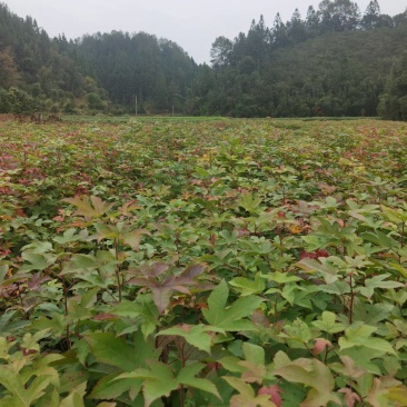 枫香杯苗