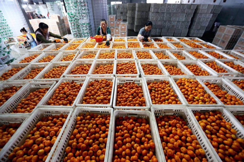 沃柑一件代发整车批发电商出口量大从优产地助农产品当天发货