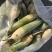 水果青萝卜