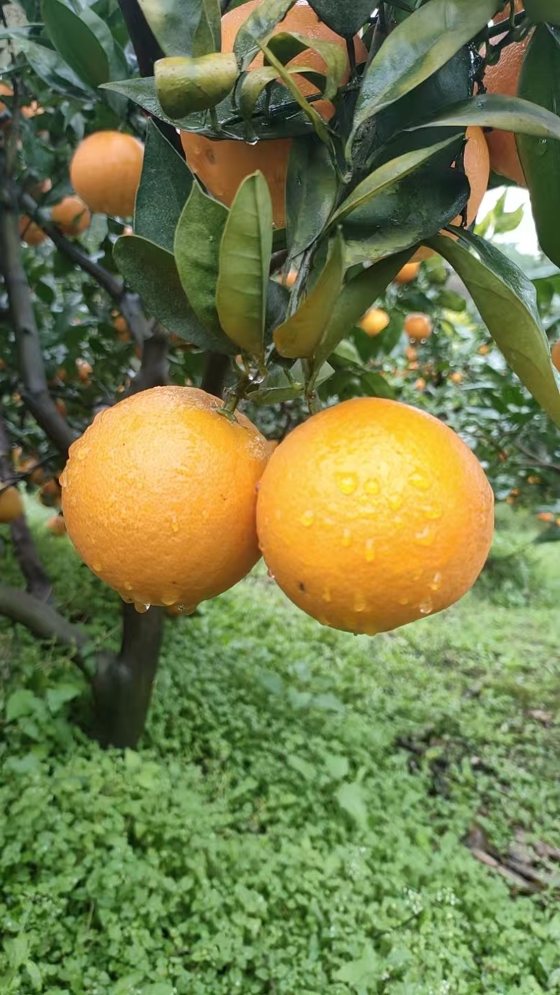 自家血橙
