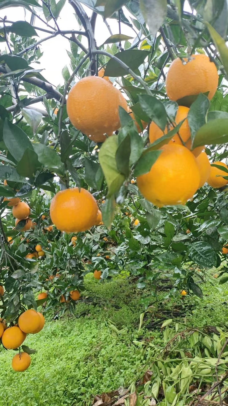 自家血橙