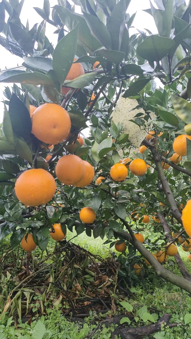自家血橙