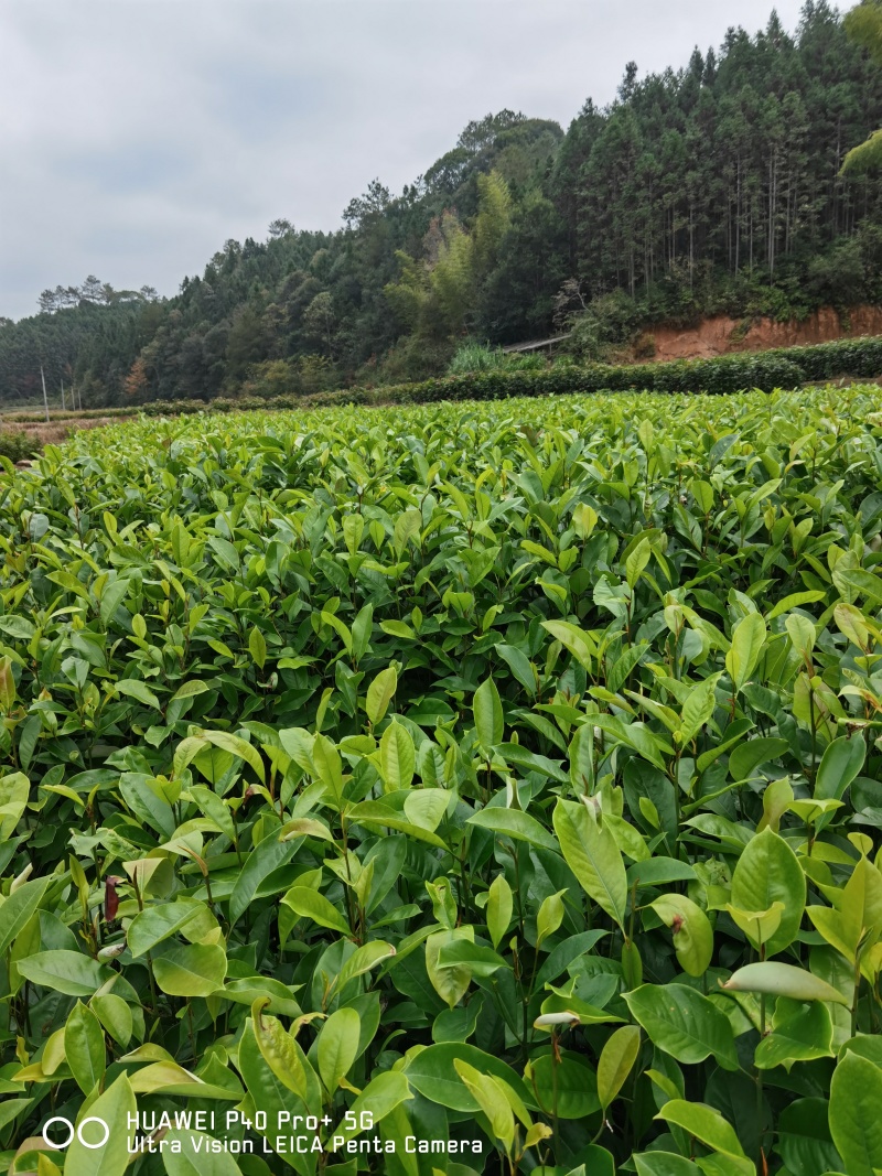 火力楠杯苗