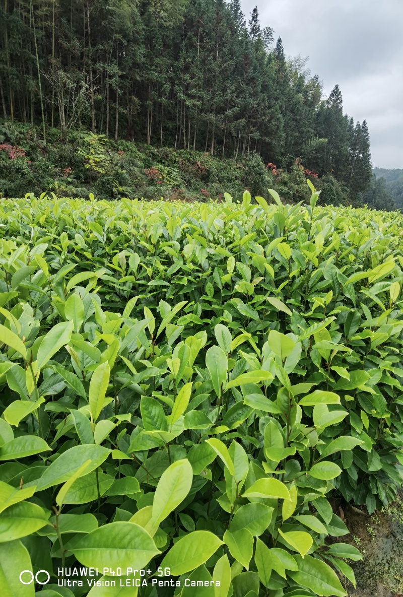 火力楠杯苗