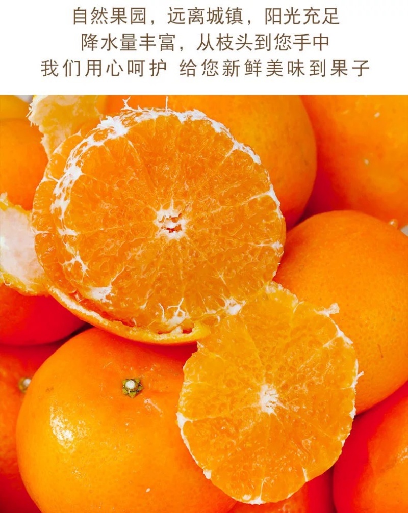 沃柑一件代发整车批发市场营销各大平台都有对接现采现发
